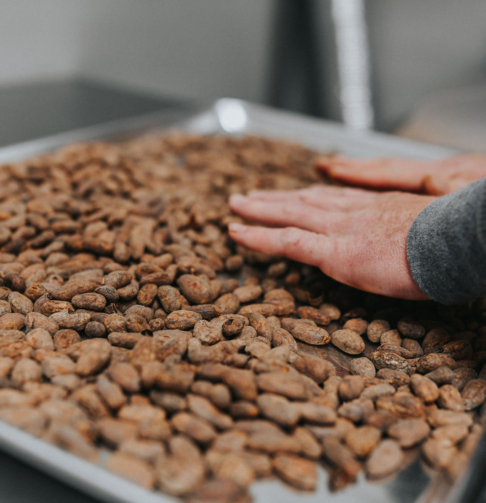 Hands sorting through raw cacao beans